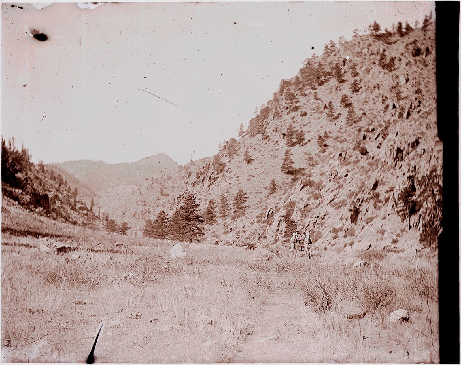 A photograph, 1903. Horses in mountain valley (Poudre River seepage trip).