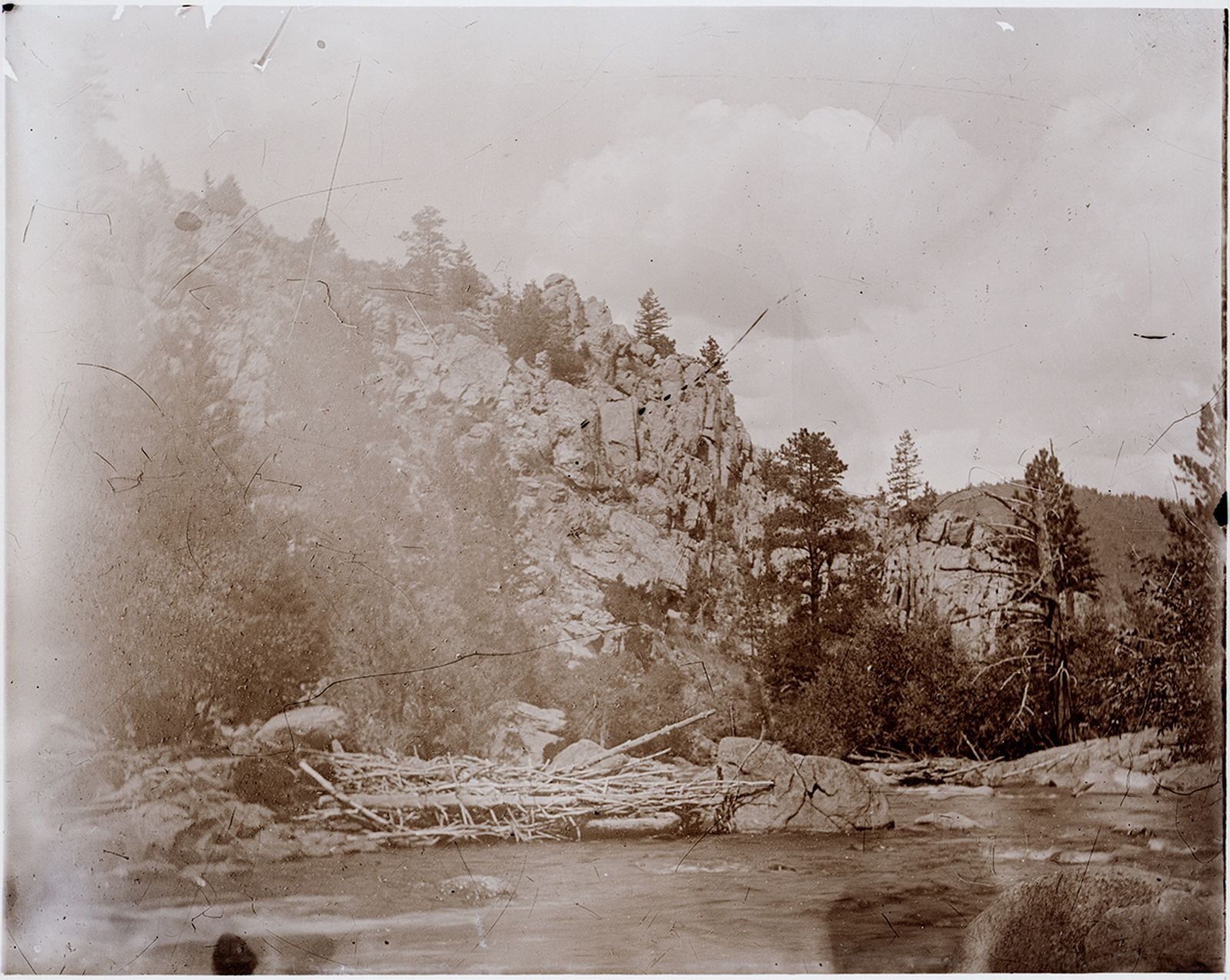 A photograph, 1903. Tree trunks on side of Cache la Poudre River (Poudre River seepage trip).