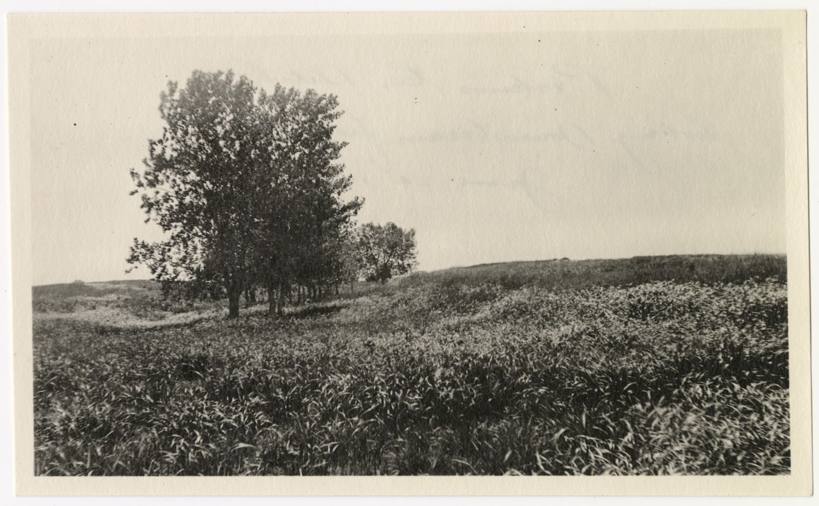 A photograph, 1918 June 24. Downstream view of Perkins County Canal.