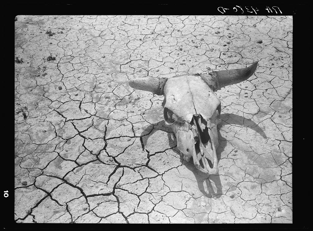 A bleached steer skull with both horns lies on flat, deeply cracked hardpan, throwing a hard shadow in overhead sun.