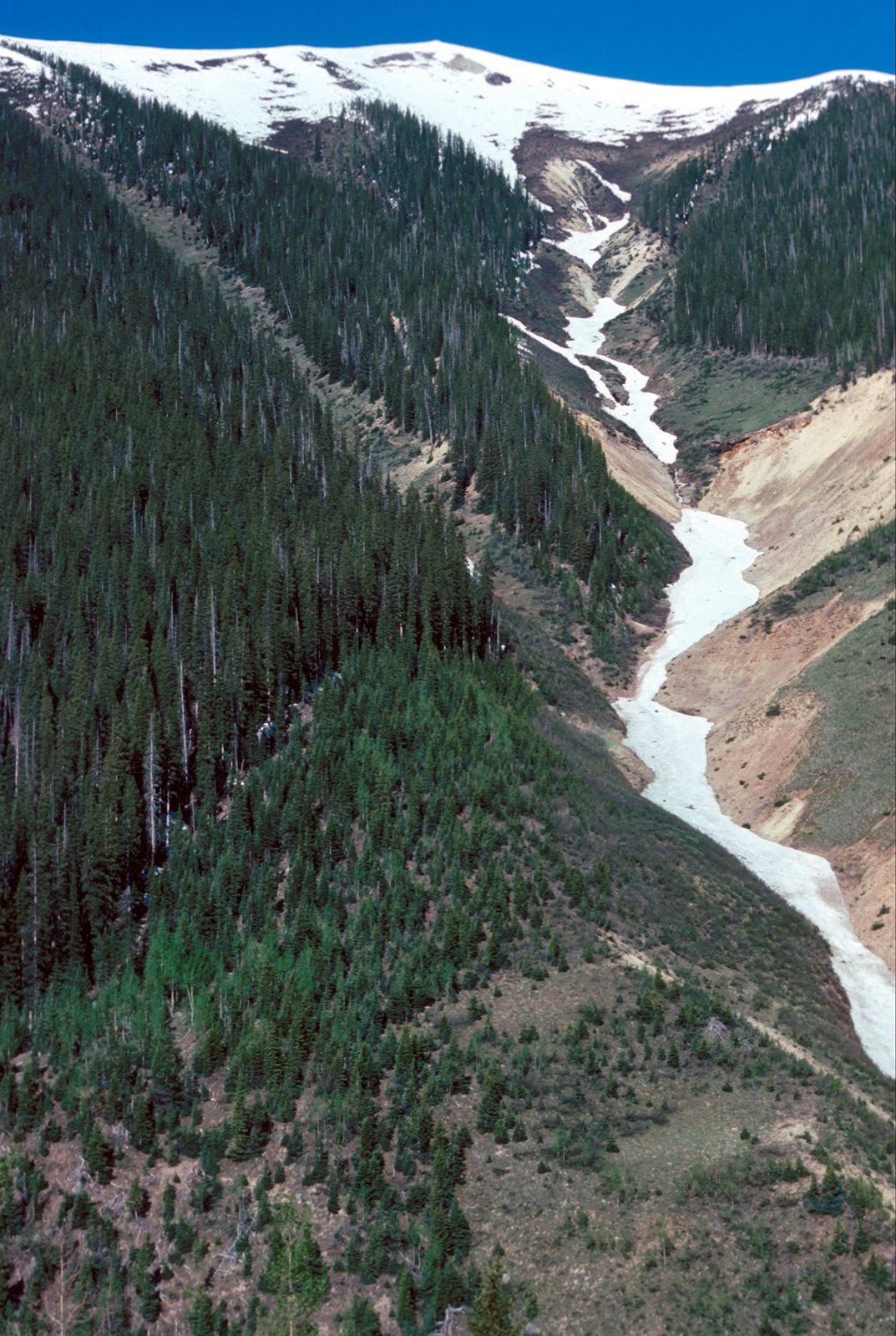A bare avalanche path running steeply down a forested valley, the trimline where the timber stops cut clearly along its left edge, with a patch of snow remaining at its head.