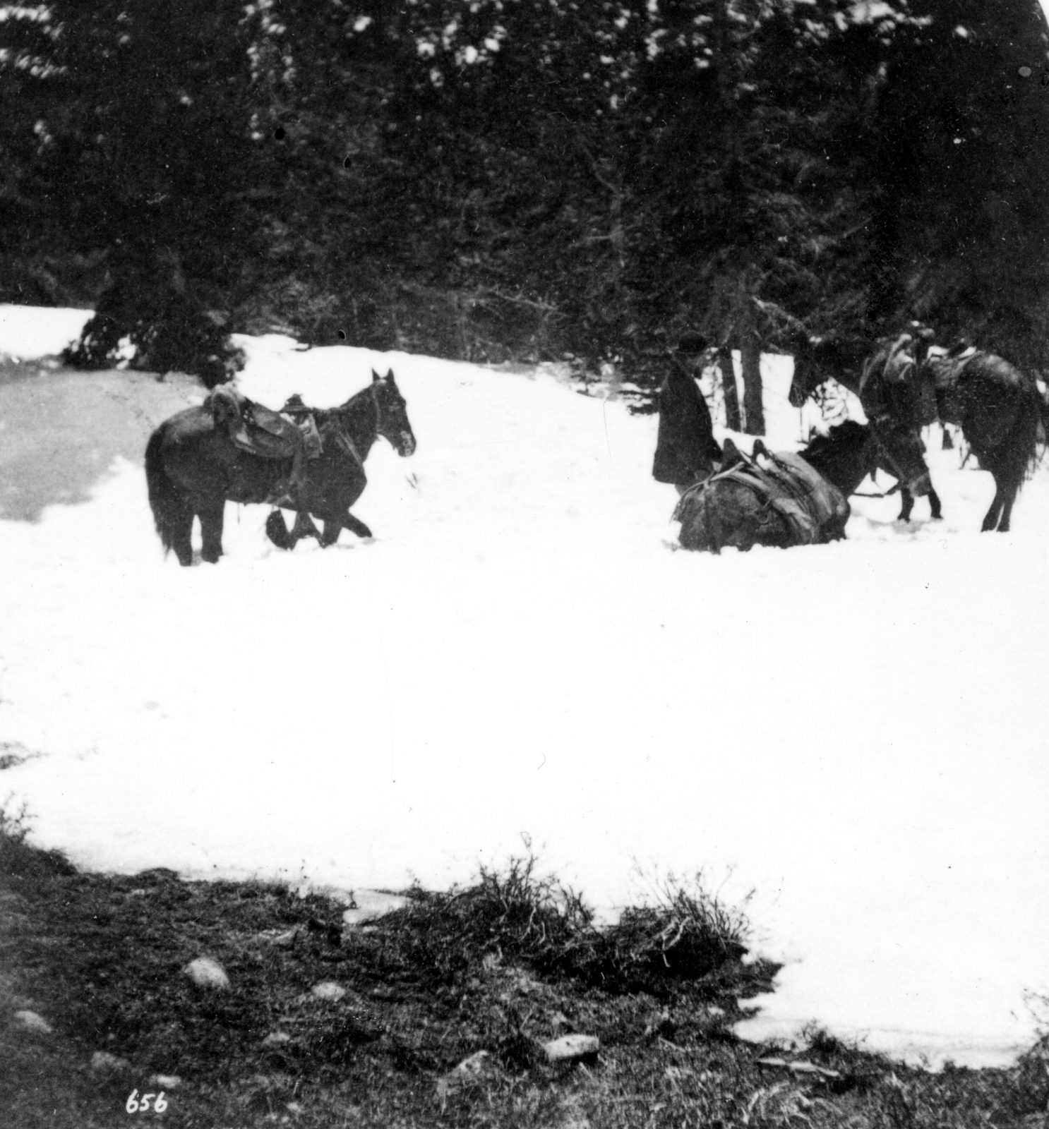 Saddled horses and two figures stand on a wide bank of old snow lying in timber, the drift's edge melting back to bare grass in the foreground.