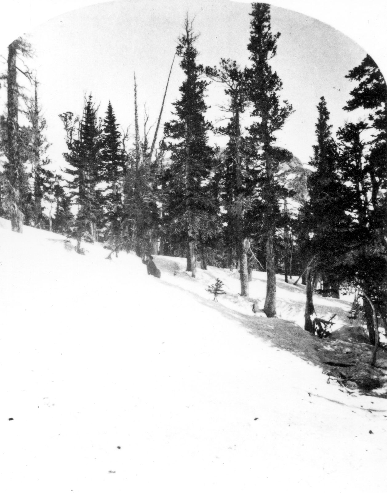 Deep snow lying between dark spruce on a steep slope, the print's corners rounded into an oval vignette, with small dark shapes on the snow at the right.