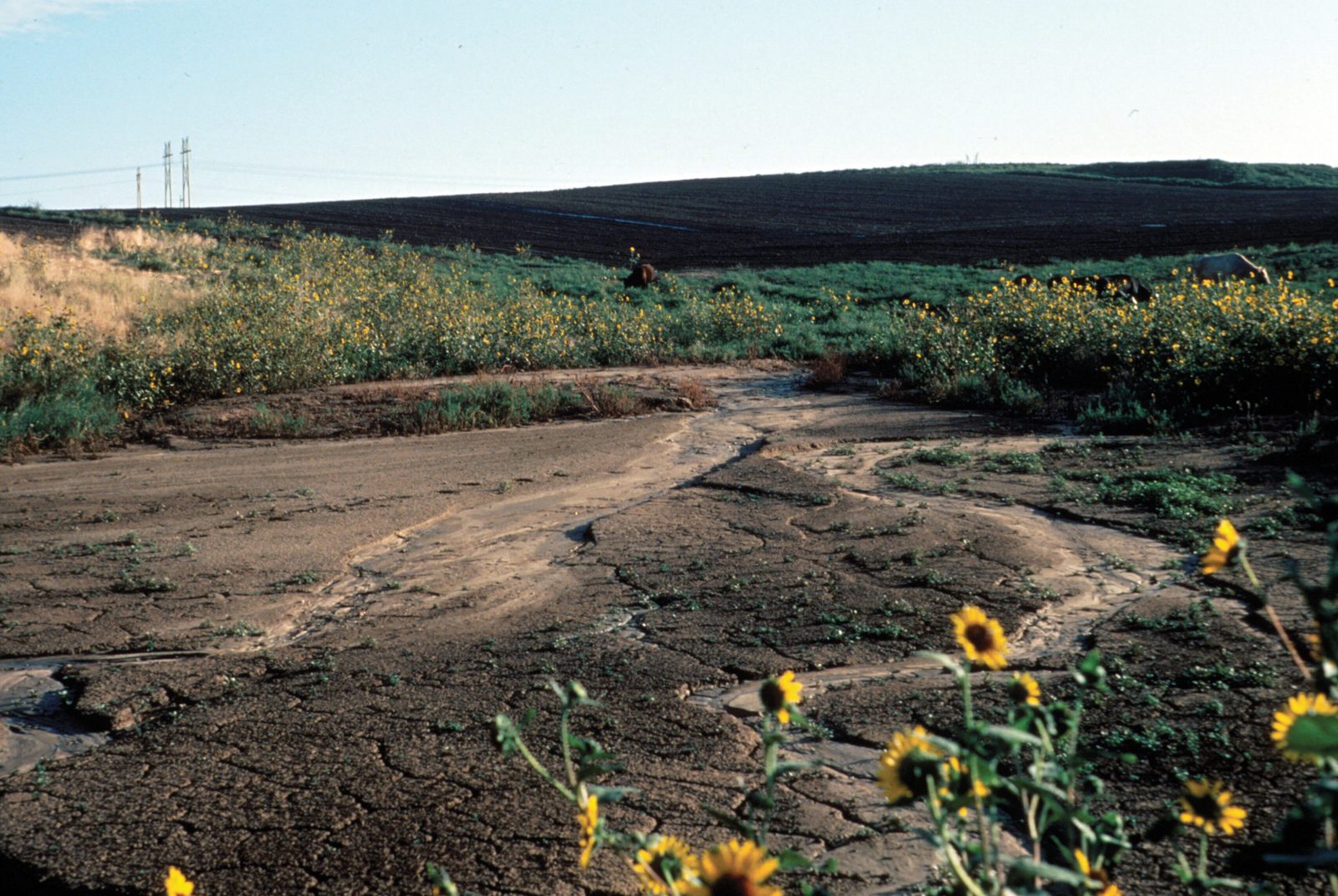 A fan of dried, cracked sludge spread across bare ground and into low vegetation, with sunflowers in the foreground and a dark ridge of fill behind.
