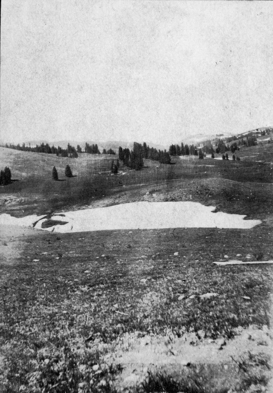 A flat white snowfield lies in a shallow hollow on an open high meadow scattered with dark conifers, bare tussocky ground in the foreground.
